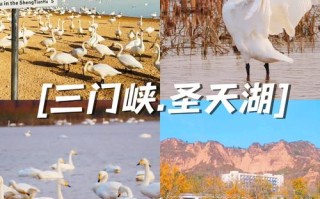 三门峡白天鹅酒店怎么预订最优惠？