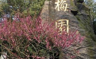 无锡梅园附近哪家酒店值得预订？