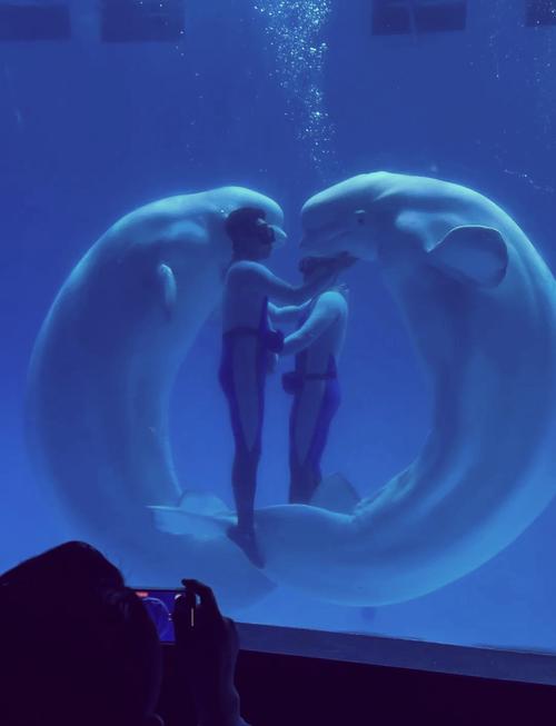 皇家海洋乐园酒店怎么预订最划算？-第2张图片-德高鼎泰便民中心