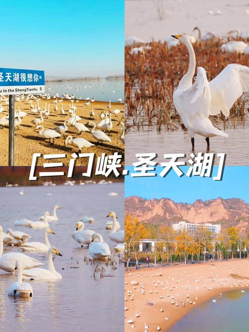 三门峡白天鹅酒店怎么预订最优惠？-第1张图片-德高鼎泰便民中心